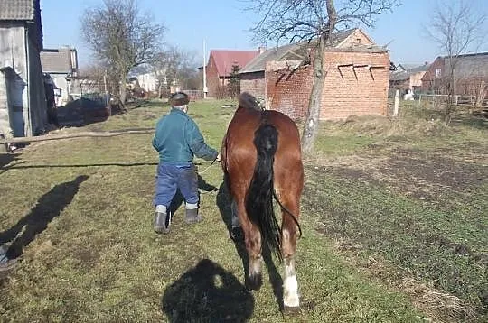 Sprzedam piękna klaczkę