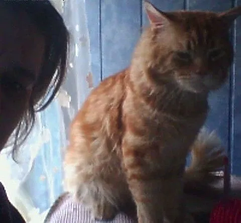 Reproduktor MaineCoon utytuowany zaprasza!, wielk