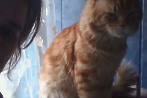 Reproduktor MaineCoon utytuowany zaprasza!,  wielk