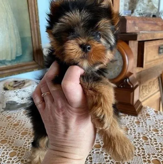 Szczeniaki Yorkshire Terrier... napisz do mnie na WhatsApp: +44 7453 907158