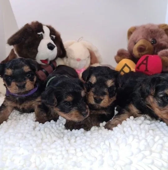 Szczeniaki Yorkshire Terrier... napisz do mnie na WhatsApp: +44 7453 907158, , Treszczotki