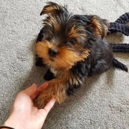 Szczeniaki Yorkshire Terrier... napisz do mnie na WhatsApp: +44 7453 907158, , Treszczotki