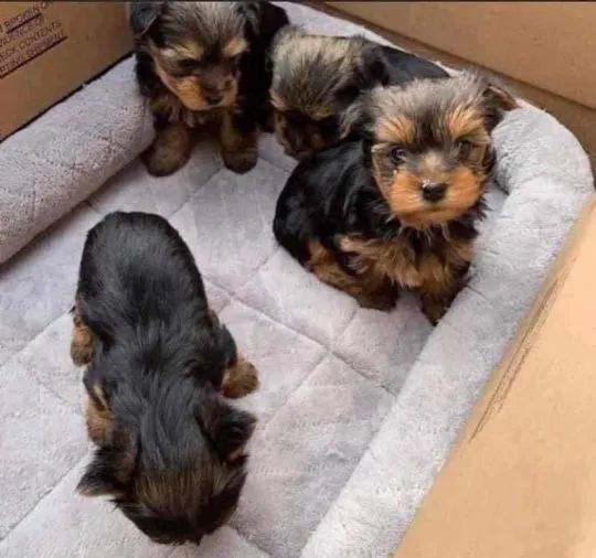 Szczeniaki Yorkshire Terrier... napisz do mnie na WhatsApp: +44 7453 907158, , Treszczotki