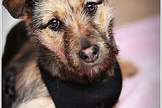 Tosieńka 6 miesięczna sunia,wesoła,szorstkowłosa! 