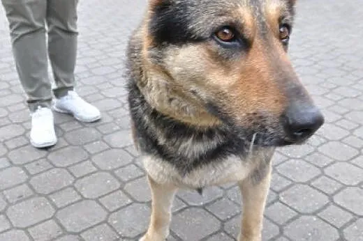 Kochana suczka wyrzucona z auta,  mazowieckie Warszawa