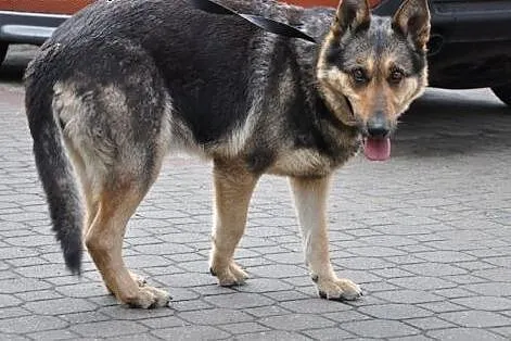 Kochana suczka wyrzucona z auta,  mazowieckie Wars