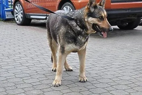 Kochana suczka wyrzucona z auta,  mazowieckie Wars