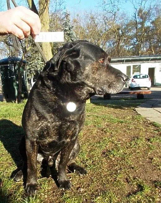 Dux - śliczny, pręgowany, w typie labradora szuka