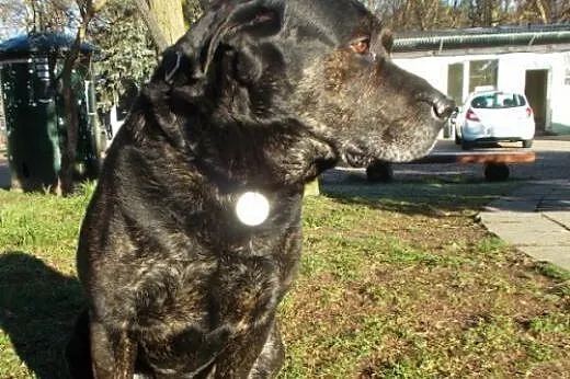 Dux - śliczny, pręgowany, w typie labradora szuka 