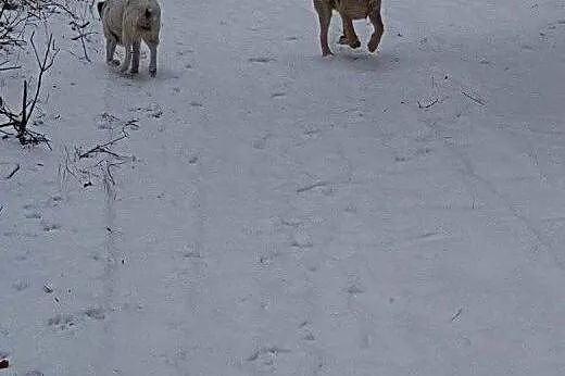 HYZIO jest kochany i bardzo mądry.,  mazowieckie W