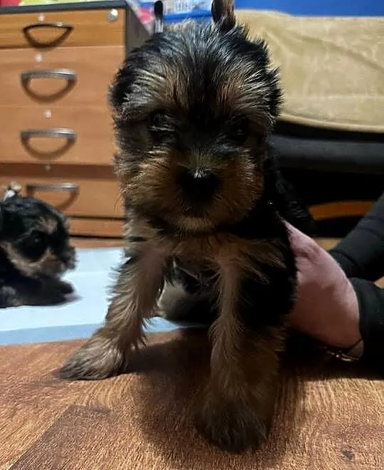 York terrier, Mazowieckie, Ojrzanów
