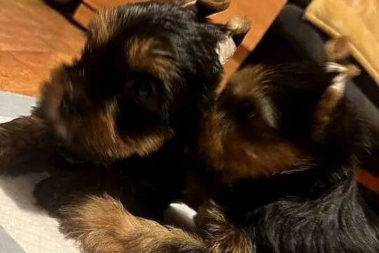 York terrier, Mazowieckie, Ojrzanów