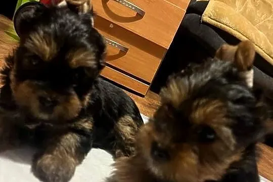 York terrier, Mazowieckie, Ojrzanów