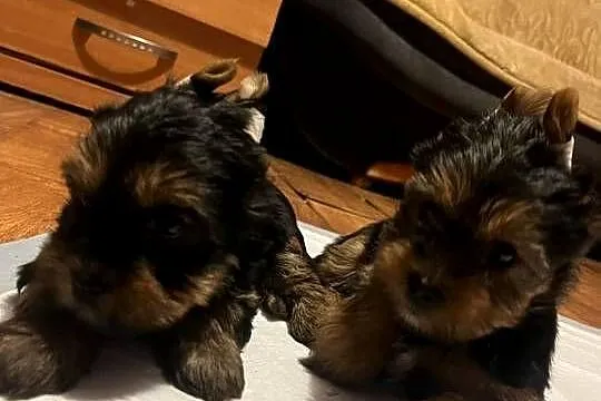 York terrier, Mazowieckie, Ojrzanów