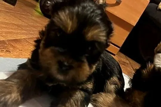York terrier, Mazowieckie, Ojrzanów