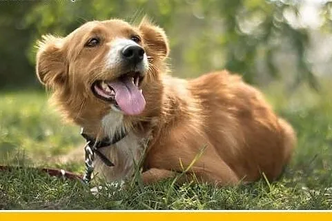 13kg,młoda 3 lata,delikatna,tulaśna suvczka LISIA.Adopcja,  dolnośląskie Wrocław