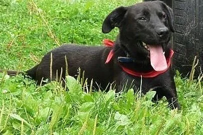 Pokochaj sympatycznego labradora- podaruj mu dom!,