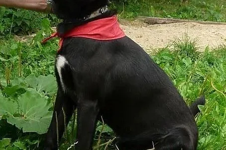 Pokochaj sympatycznego labradora- podaruj mu dom!,