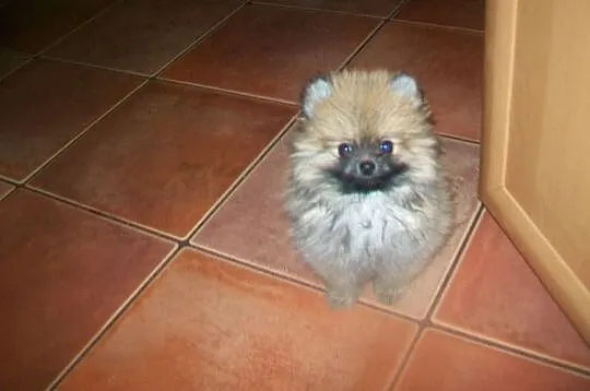 Szpic miniatura Pomeraniam