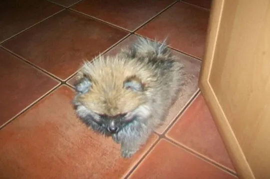 Szpic miniatura Pomeraniam, , Mszana