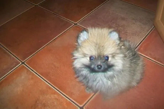 Szpic miniatura Pomeraniam, , Mszana