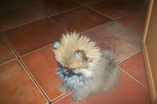 Szpic miniatura Pomeraniam, , Mszana