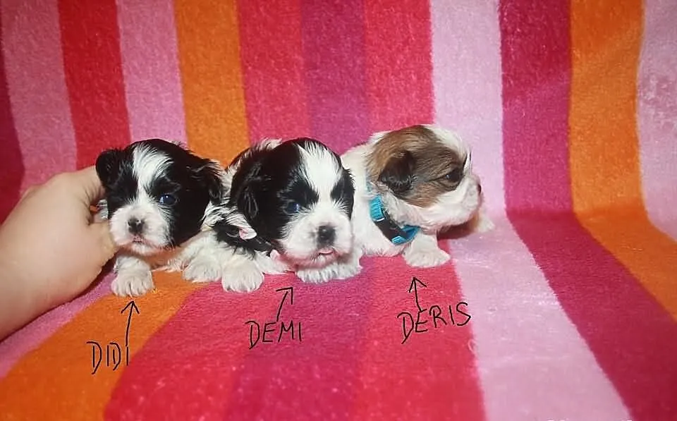 Shih Tzu Miniaturki Miniaturka Mini Z Rodowodem i