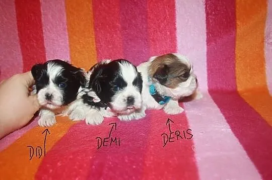 Shih Tzu Miniaturki Miniaturka Mini Z Rodowodem i 