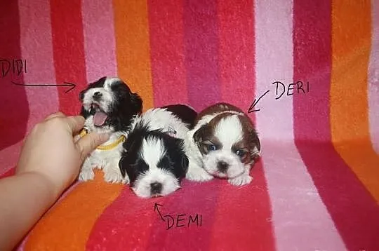 Shih Tzu Miniaturki Miniaturka Mini Z Rodowodem i 