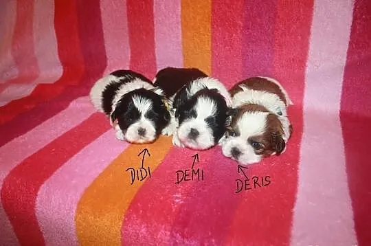 Shih Tzu Miniaturki Miniaturka Mini Z Rodowodem i 