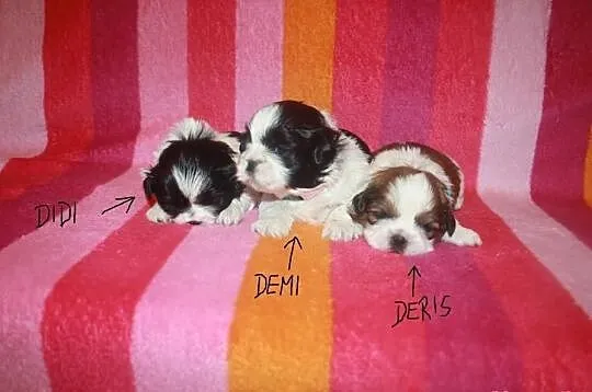 Shih Tzu Miniaturki Miniaturka Mini Z Rodowodem i 