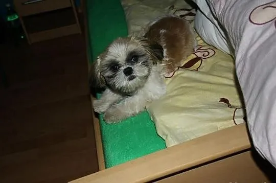 Shih Tzu Miniaturki Miniaturka Mini Z Rodowodem i 