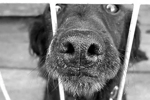 Sabuś - smutne psie oczy pełne tęsknoty za człowie