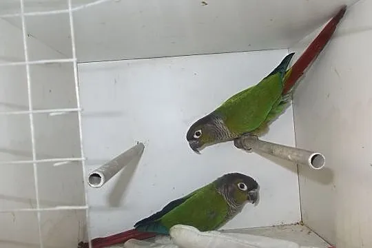 Papugi rudosterki, Nowy Tomyśl