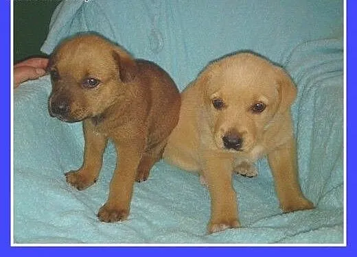 8 tyg.szczeniaki,suczki,biszkoptowa,ruda.ADOPCJA,
