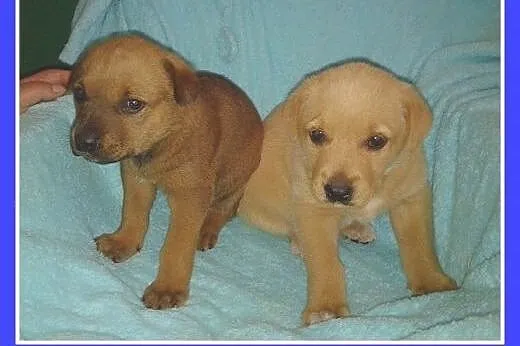 8 tyg.szczeniaki,suczki,biszkoptowa,ruda.ADOPCJA, śląskie Katowice