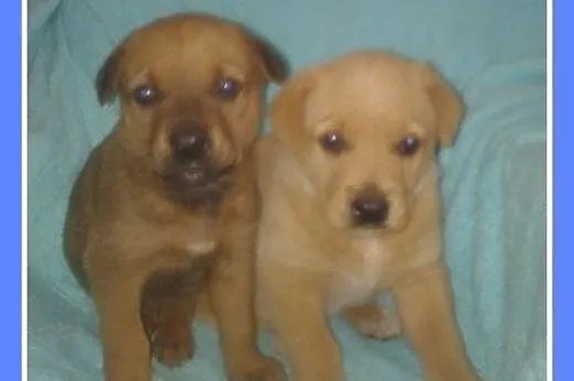 8 tyg.szczeniaki,suczki,biszkoptowa,ruda.ADOPCJA, 