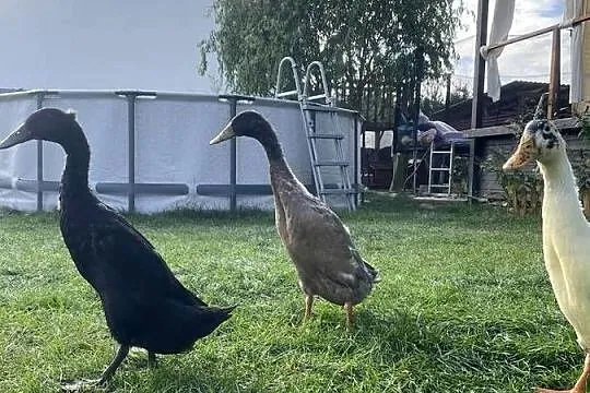 Kaczki biegusy młode, Wielkopolskie, Budzyń