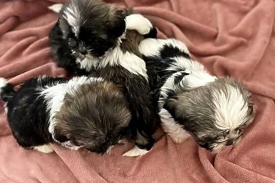 Śliczne szczeniaki Shih Tzu
