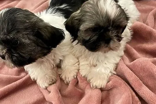 Śliczne szczeniaki Shih Tzu, Wielkopolskie, Granowo