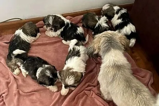Śliczne szczeniaki Shih Tzu, Wielkopolskie, Granowo