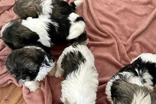 Śliczne szczeniaki Shih Tzu, Wielkopolskie, Granowo