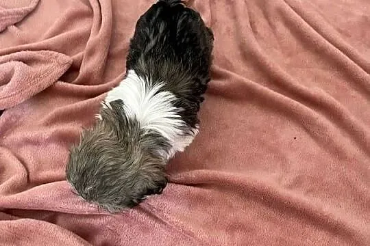 Śliczne szczeniaki Shih Tzu, Wielkopolskie, Granowo