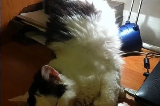 Słodkie, puszyste ciacho do schrupania - Lucynka !