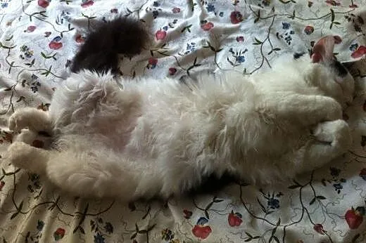 Słodkie, puszyste ciacho do schrupania - Lucynka !
