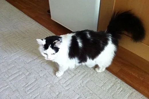 Słodkie, puszyste ciacho do schrupania - Lucynka !
