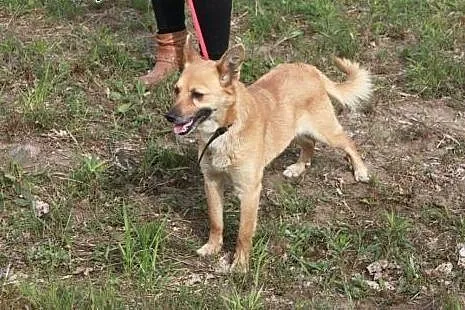 Fajna malutka sunia szuka domku.,  śląskie Rybnik