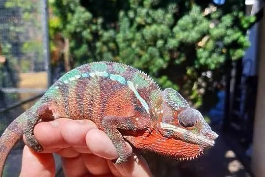 kameleon lamparci ambilobe red bar