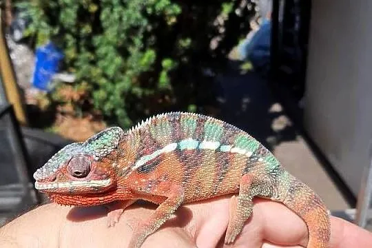 kameleon lamparci ambilobe red bar, Kujawsko-pomorskie, Lubień Kujawski