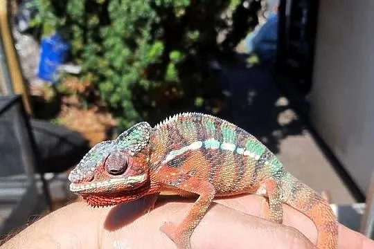 kameleon lamparci ambilobe red bar, Kujawsko-pomorskie, Lubień Kujawski